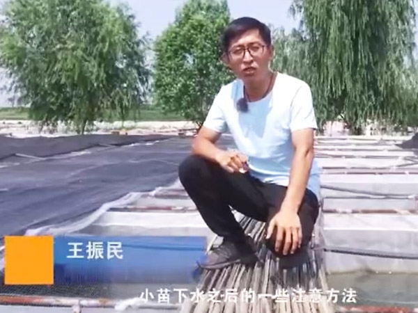 WilliamHill威廉希尔幼苗下水后确把稳和操作