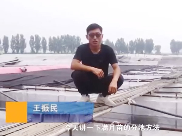 WilliamHill威廉希尔满月苗的分池步骤