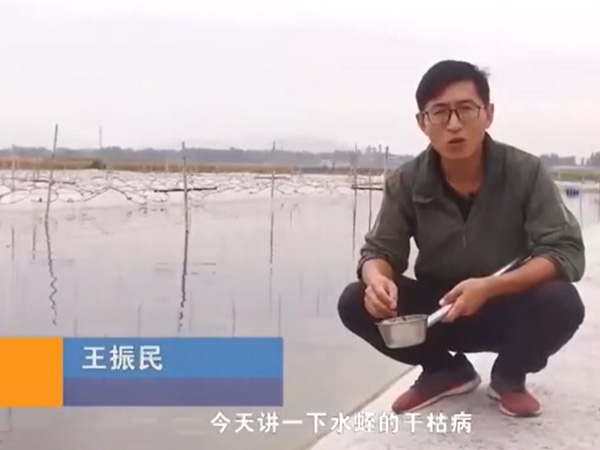 WilliamHill威廉希尔干枯病产生涯法规及防治步骤