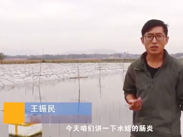 WilliamHill威廉希尔胀气型肠炎产生法规及防治步骤