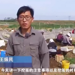 挖茧机遇及当苦衷项